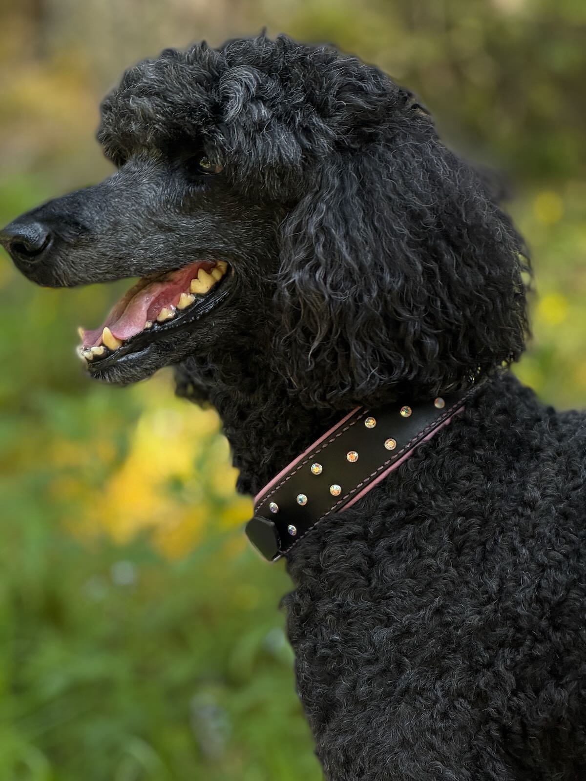 Zugstopp-Halsband "Aureo" verstellbar - Geschirrleder Schwarz mit Regenbogen Kristallnieten – Bild 3