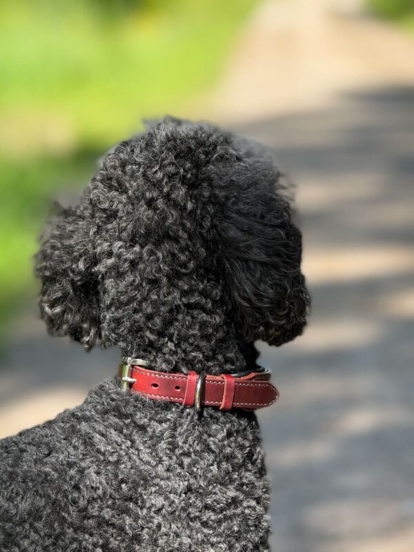 gepolstertes Lederhalsband verstellbar "Ludwig" - Geschirrleder Rot – Bild 2